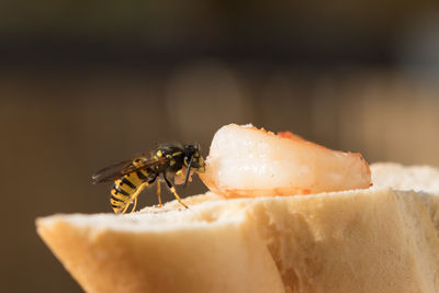 Close-up of insect eating shrimp on bread