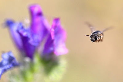 Bee photographed in mid-flight picking pollen from a flower