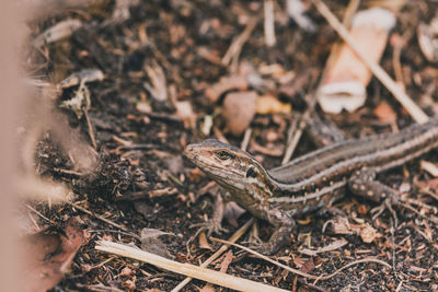 Close-up of lizard