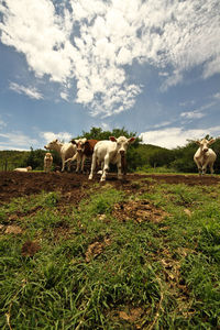 Cows standing in a field