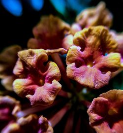 Close-up of flowers blooming outdoors