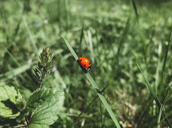 Close-up of ladybug on plant
