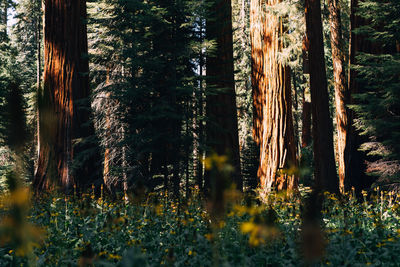 Trees in forest