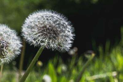 Close-up of flower against blurred background