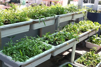 High angle view of potted plants in greenhouse
