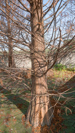 Bare tree in forest