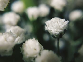 Close-up of white flowering plant