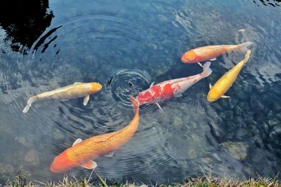 High angle view of koi carps swimming in water