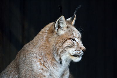 Close-up of cat against black background