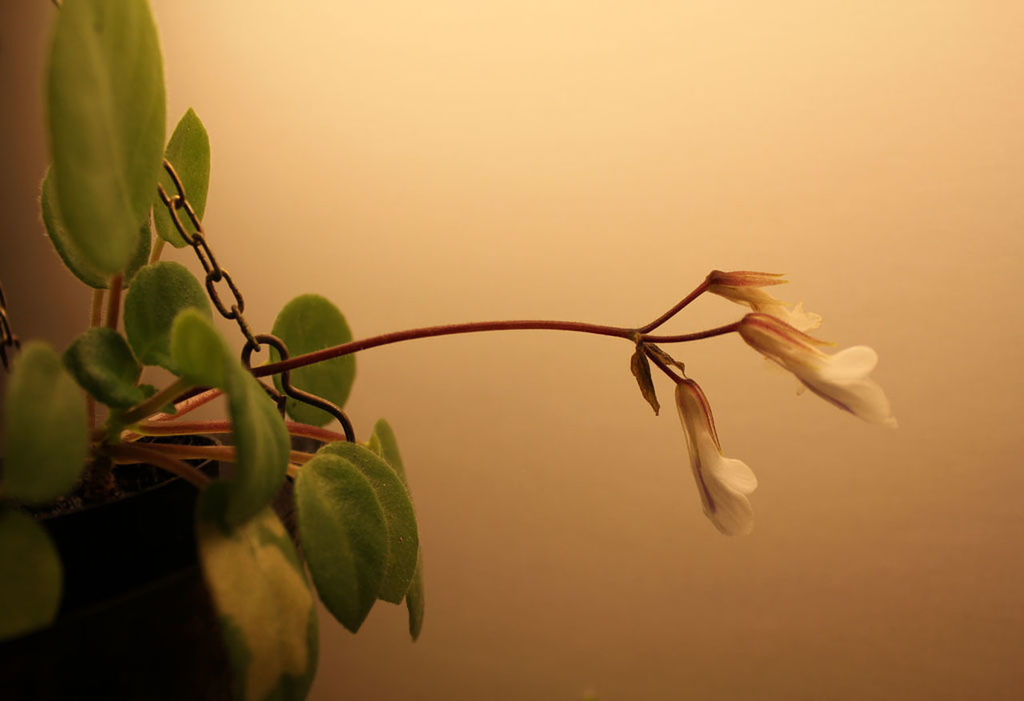 CLOSE-UP OF PLANT WITH WATER DROPS