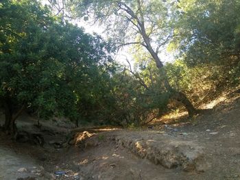 Trees in forest