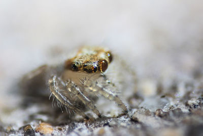 Close-up of spider