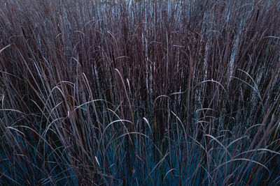 Full frame shot of trees on field