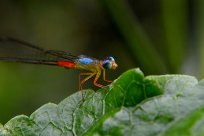 Close-up of damselfly on leaf