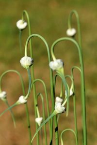 Young garlic plants