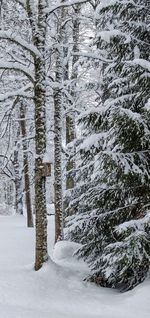 Snow covered land and trees in forest