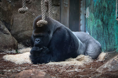 Monkey sitting in a zoo