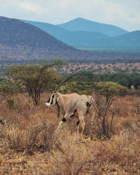 The east african oryx, also known as the beisa oryx at samburu national reserve, kenya