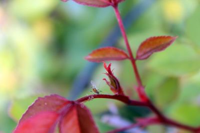 Close-up of red maple leaves