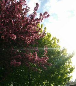 Low angle view of pink flowers