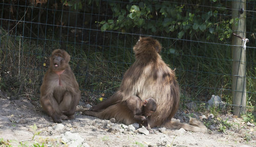 Monkey sitting in a field