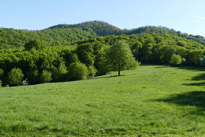 Scenic view of trees on field against sky