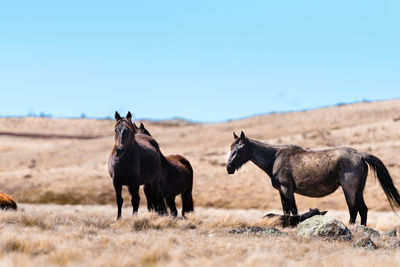 Horses in a field