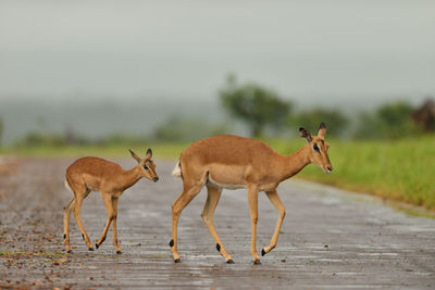 Deer standing in a field