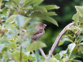 Close-up of bird perching on plant