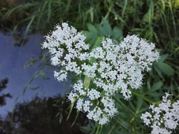 Close-up of white flowering plant on field