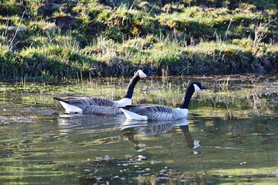 Birds in lake