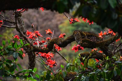 Close-up of red flowers on tree