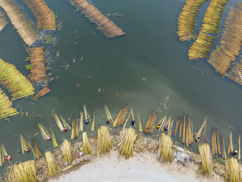Farmers are busy separating jute fibre from stalks in a water body in natore district, bangladesh.