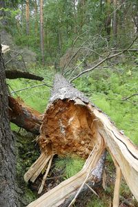 Fallen tree in forest