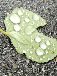 High angle view of raindrops on leaf