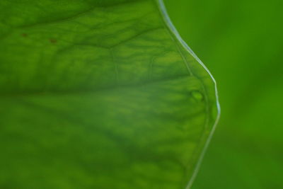 Macro shot of raindrops on green leaf