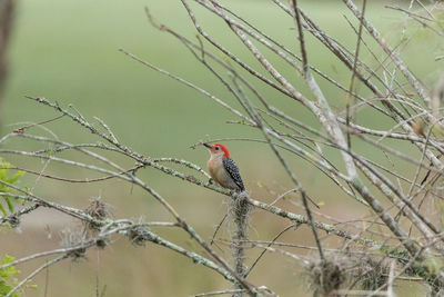 Bird perching on a tree