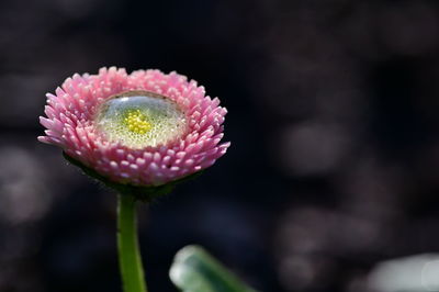 Close-up of pink flower