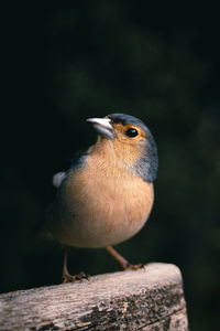 Close-up of bird perching on wood