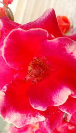 Close-up of red flower