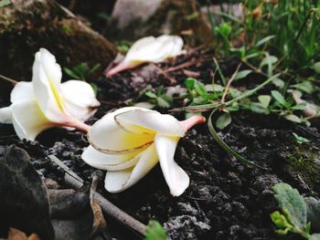 Close-up of white flowers blooming outdoors
