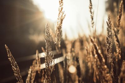 Close-up of stalks against blurred background