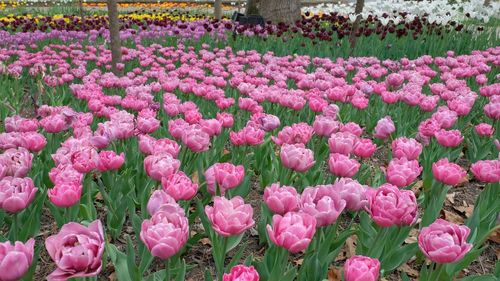 Pink flowers growing in field