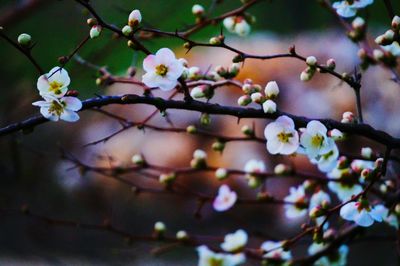 Close-up of white flowers blooming on tree