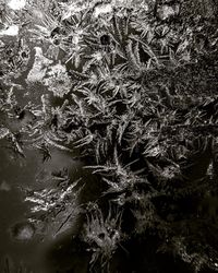 Full frame shot of frozen plants