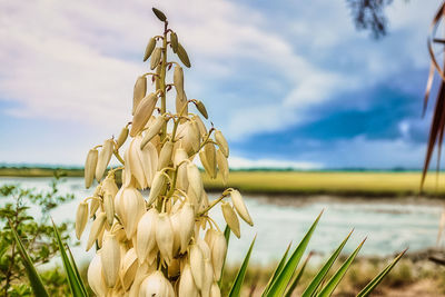 Close-up of plant on field against sky
