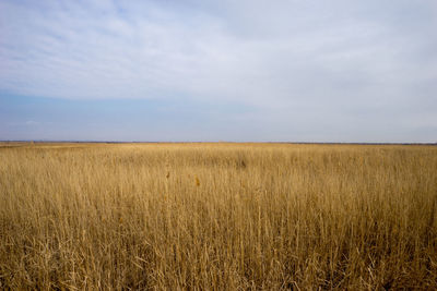 Scenic view of wheat field against sky