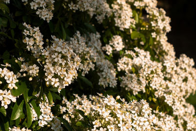 Close-up of white flowers blooming outdoors