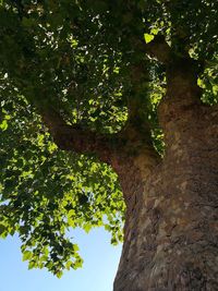 Low angle view of tree against sky