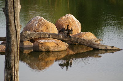 Reflection of ducks on lake